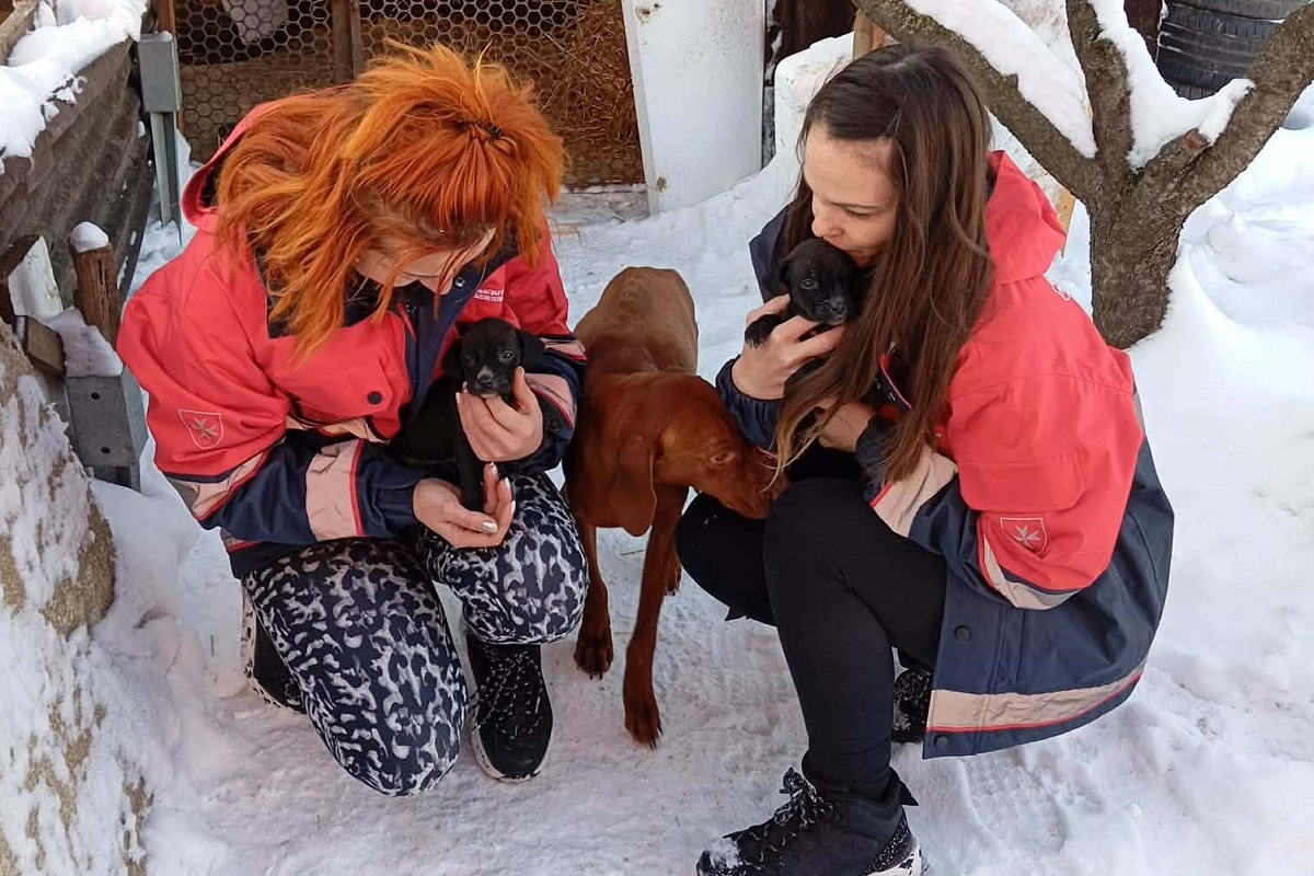 Nemcsak embereket ment, kihűléssel fenyegetett háromhetes kutyakölyköket is elhelyezett a rendkívüli hidegben a Máltai Szeretetszolgálat