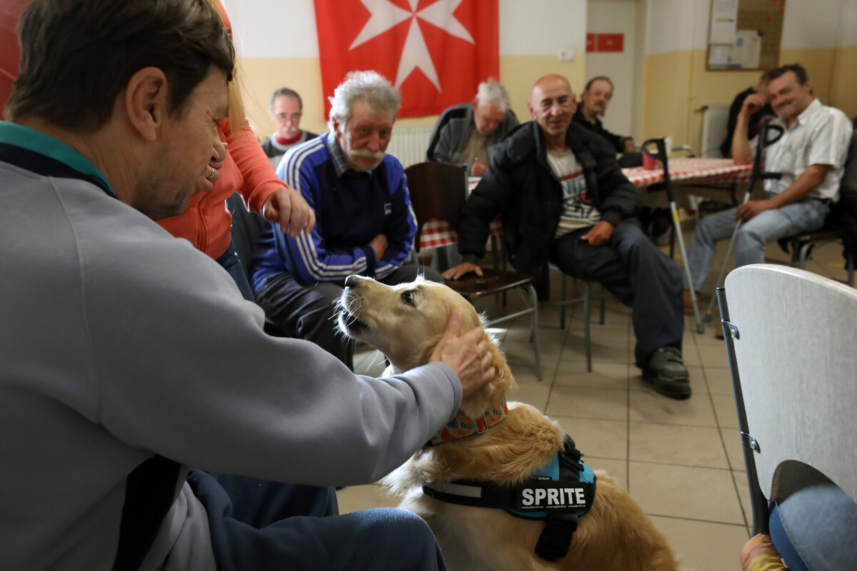 Sprite és Flow, a két bundás lélekgyógyász