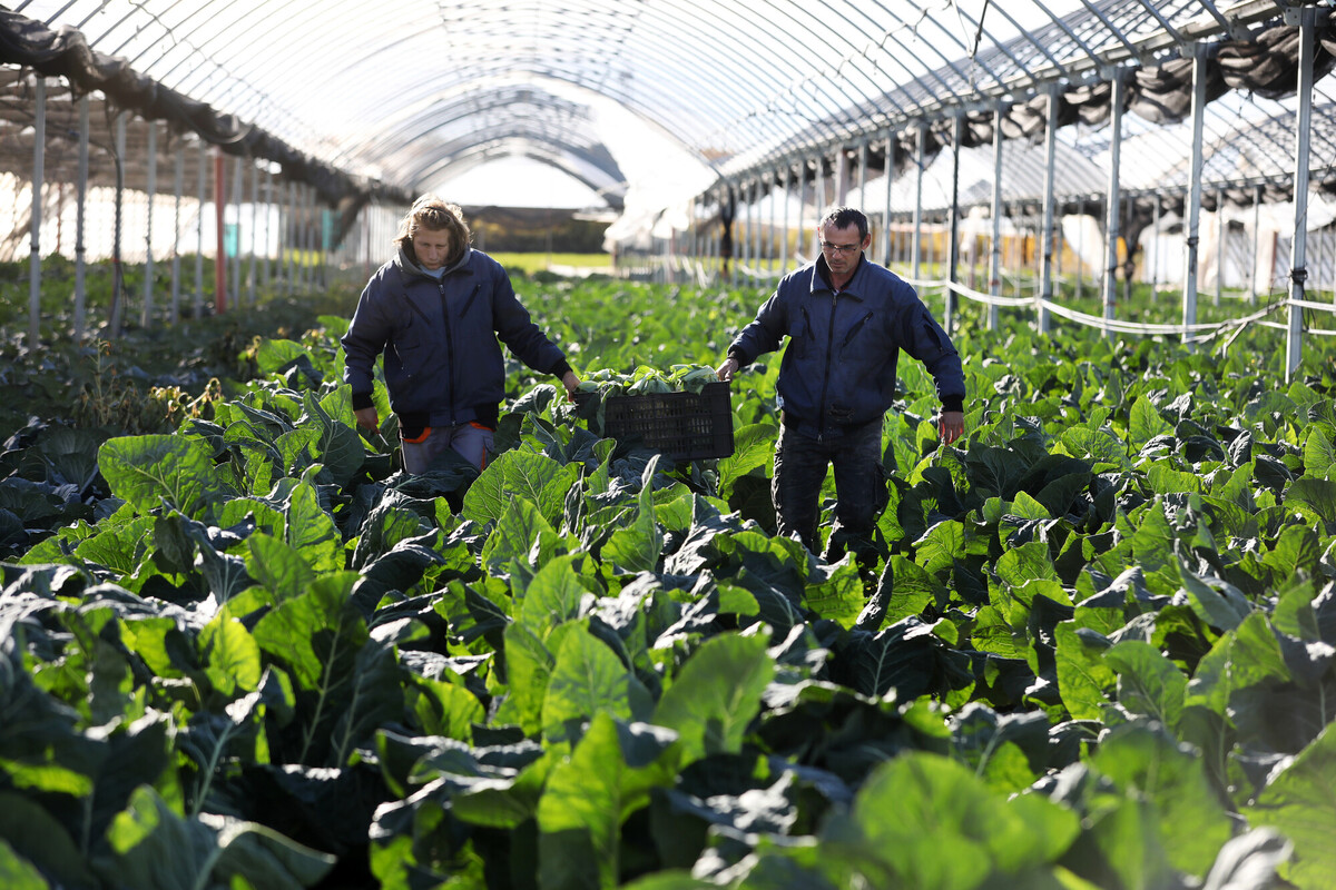 Agro Rehab – Egy régi-új történet